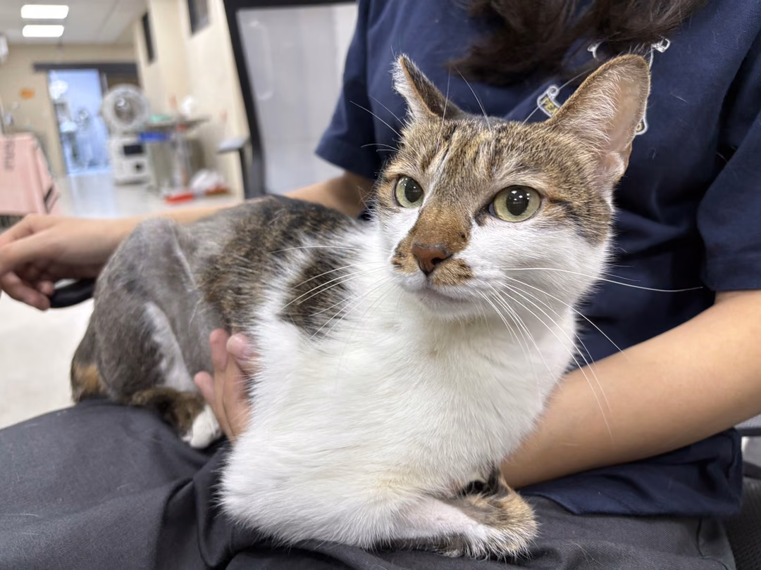 The cat, from the shelter's listing