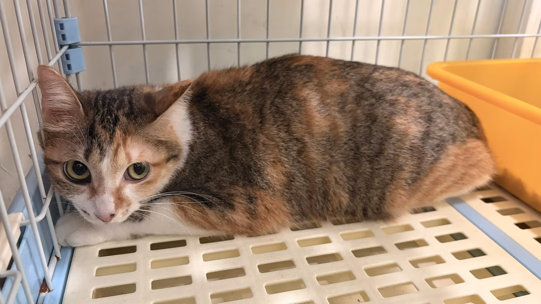The cat, from the shelter's listing