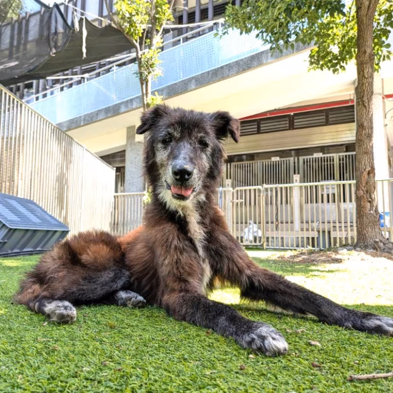 The dog, from the shelter's listing