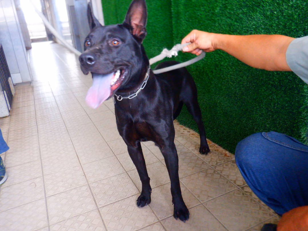 The dog, from the shelter's listing