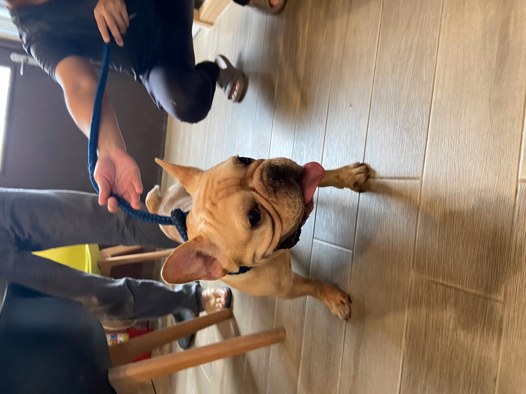 The dog, from the shelter's listing