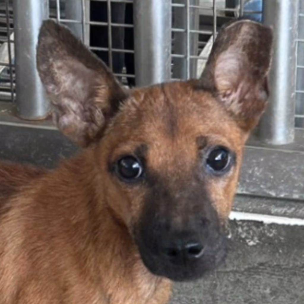 The dog, from the shelter's listing