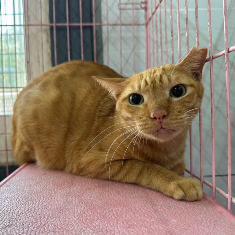 The cat, from the shelter's listing
