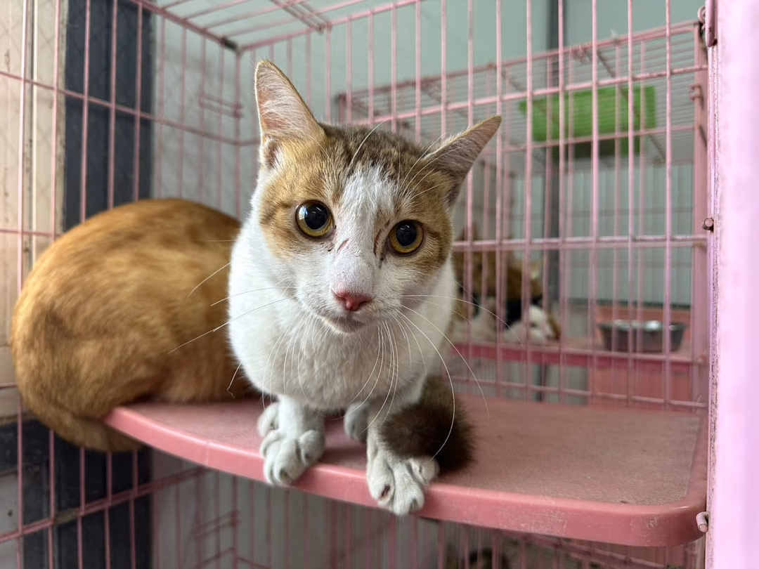 The cat, from the shelter's listing