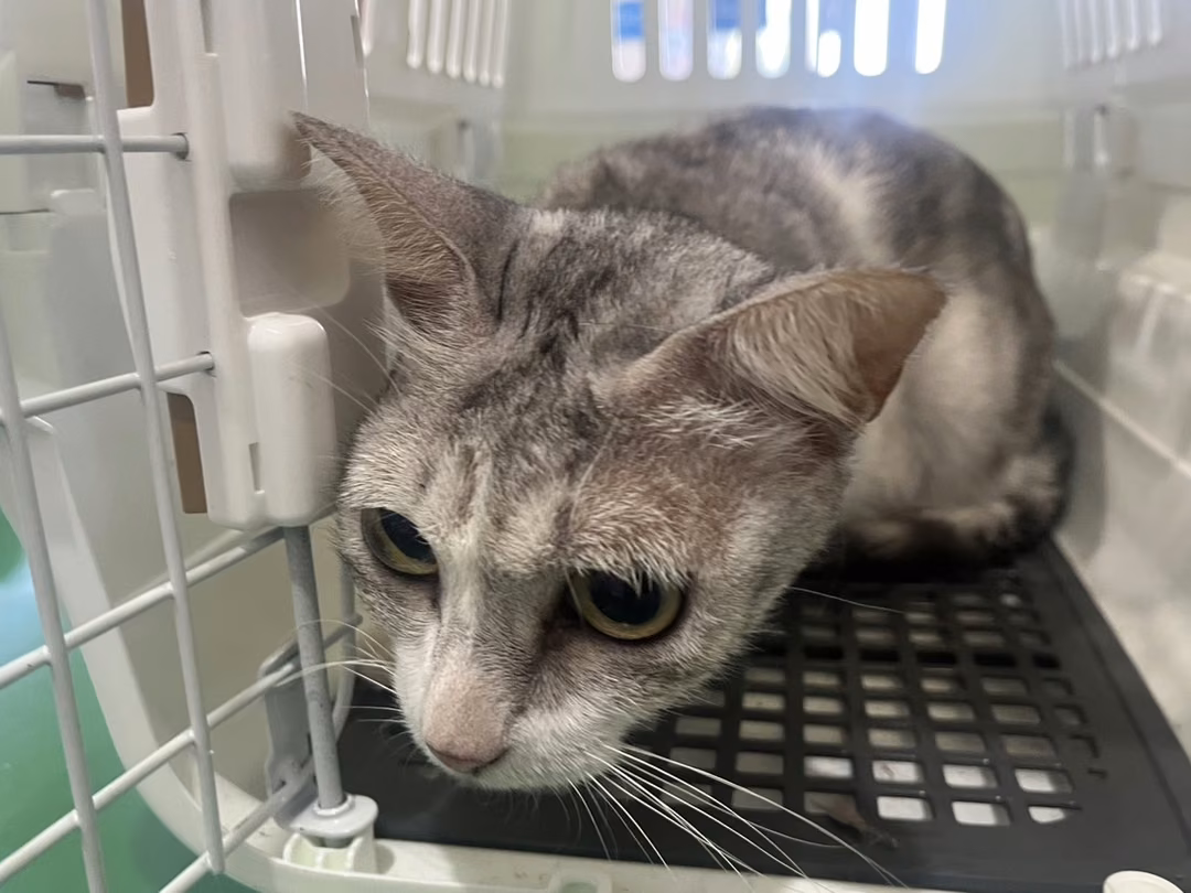 The cat, from the shelter's listing