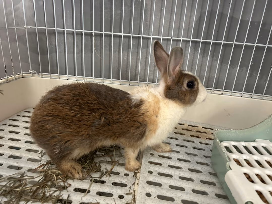 The rabbit, from the shelter's listing