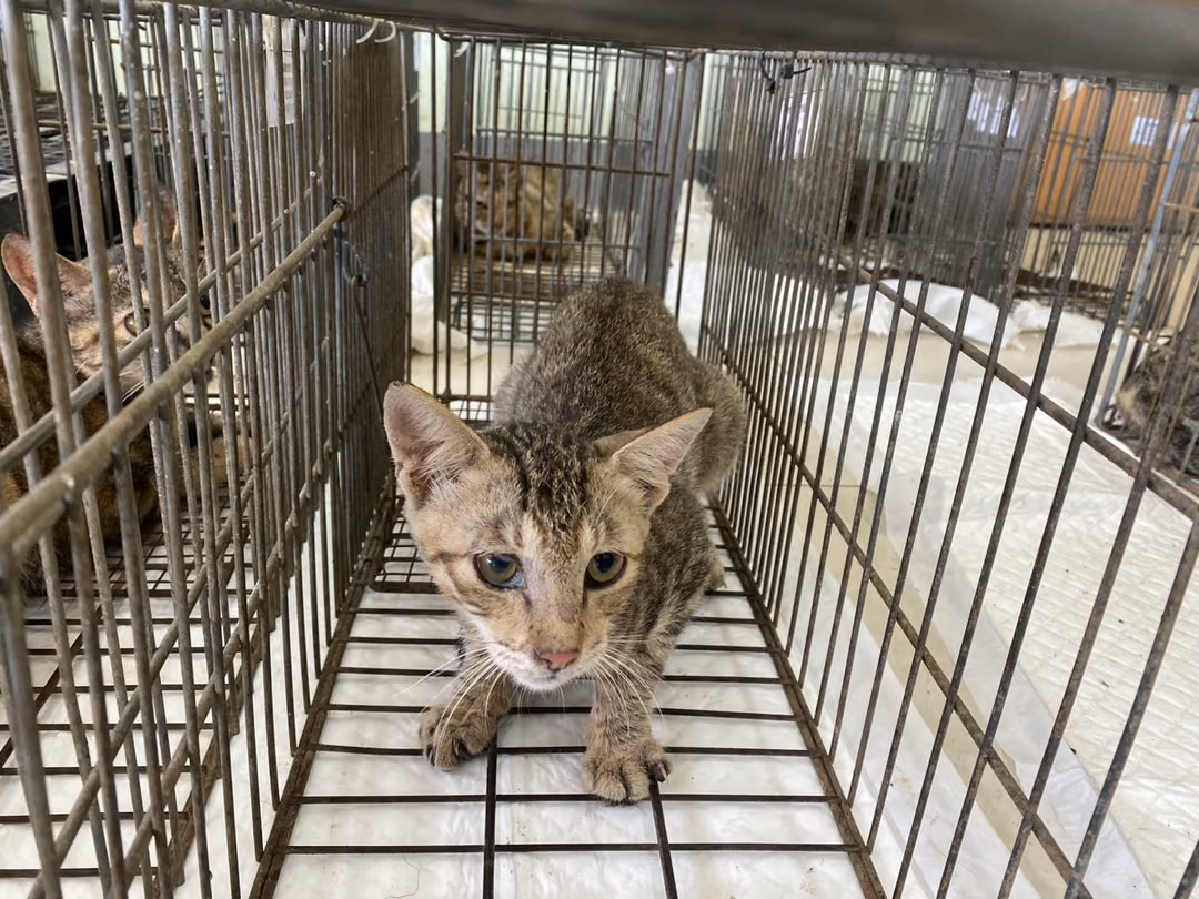 The cat, from the shelter's listing
