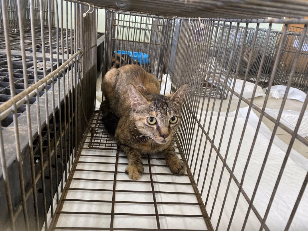 The cat, from the shelter's listing