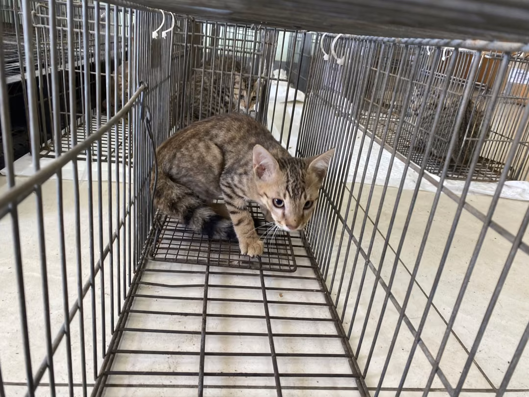 The cat, from the shelter's listing