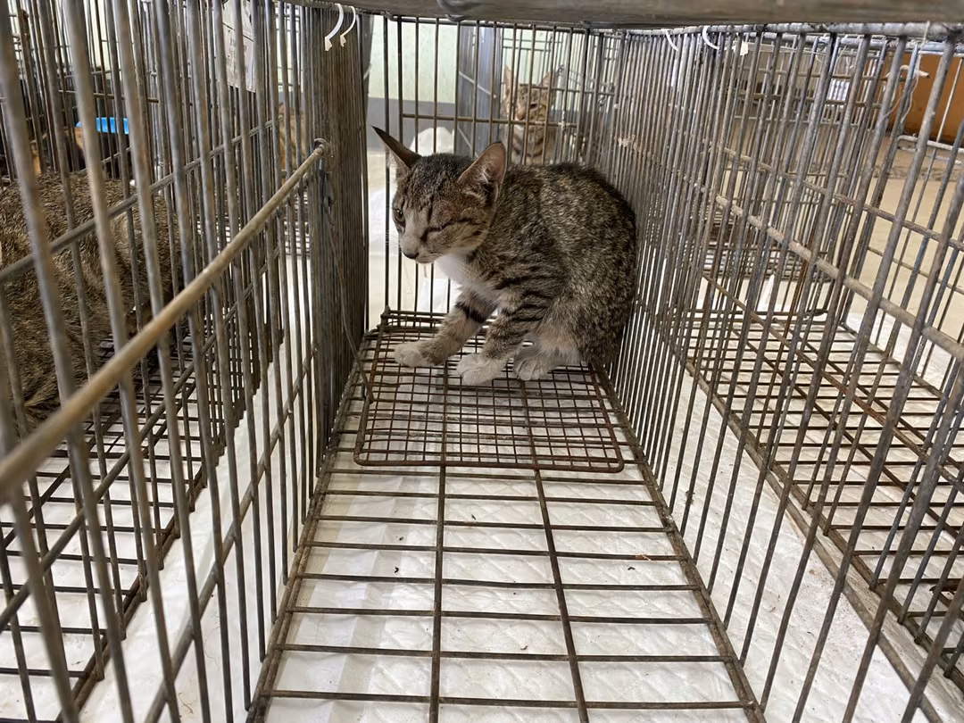 The cat, from the shelter's listing