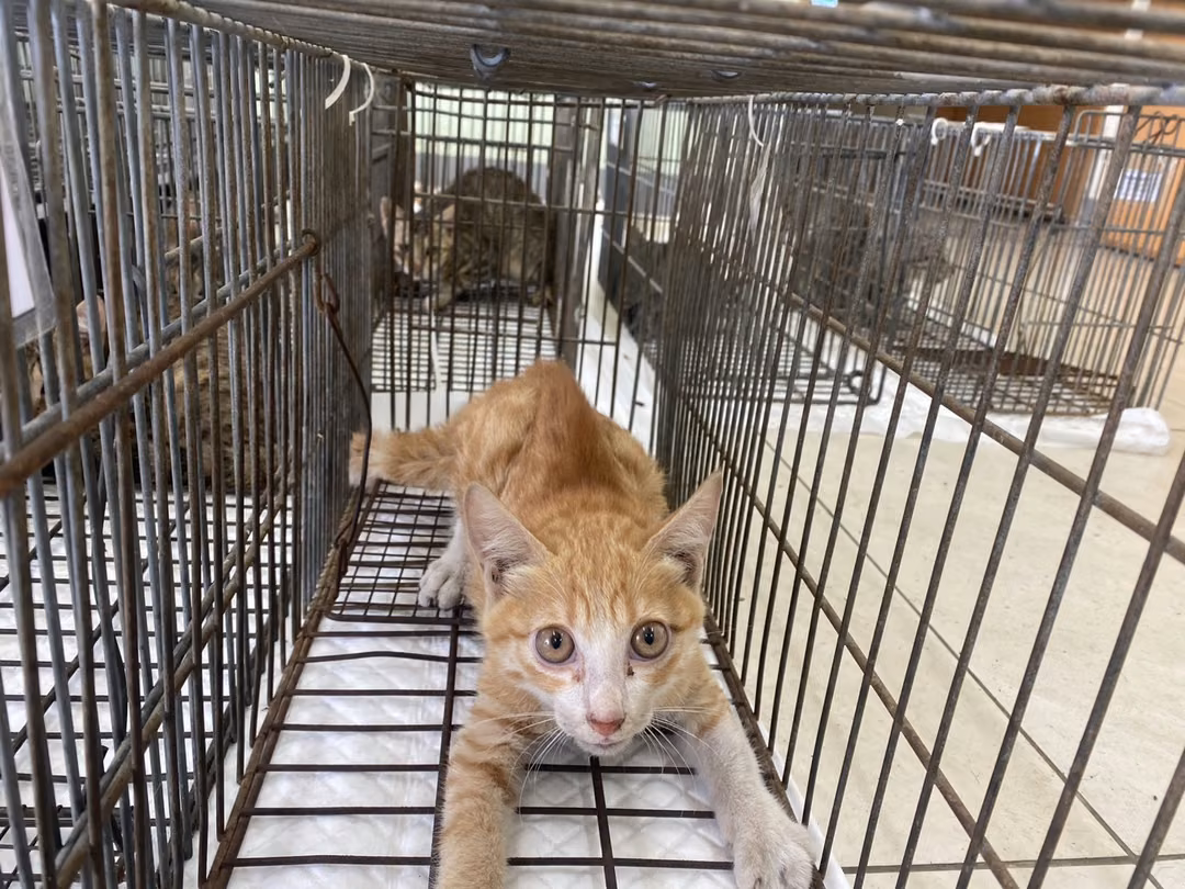 The cat, from the shelter's listing