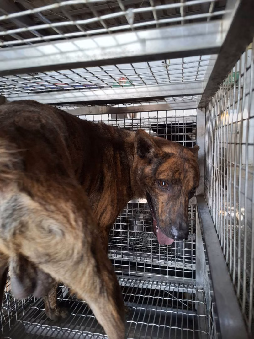 The dog, from the shelter's listing