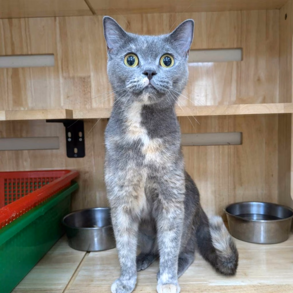The cat, from the shelter's listing