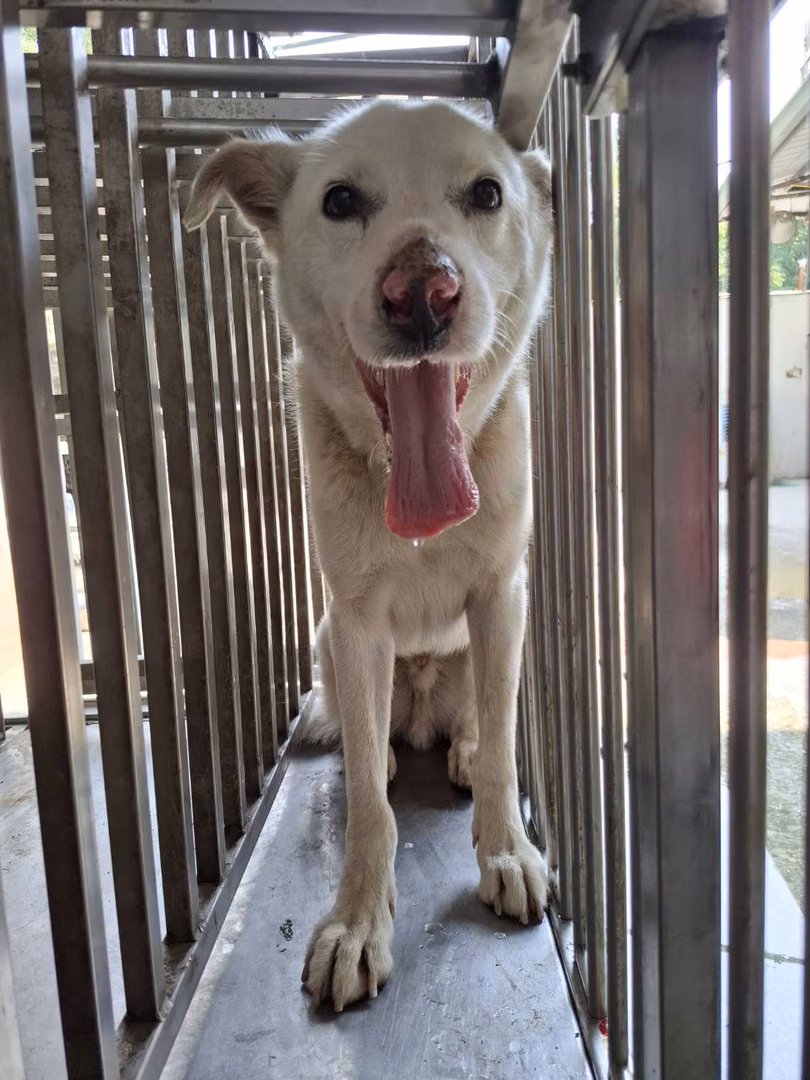 The dog, from the shelter's listing