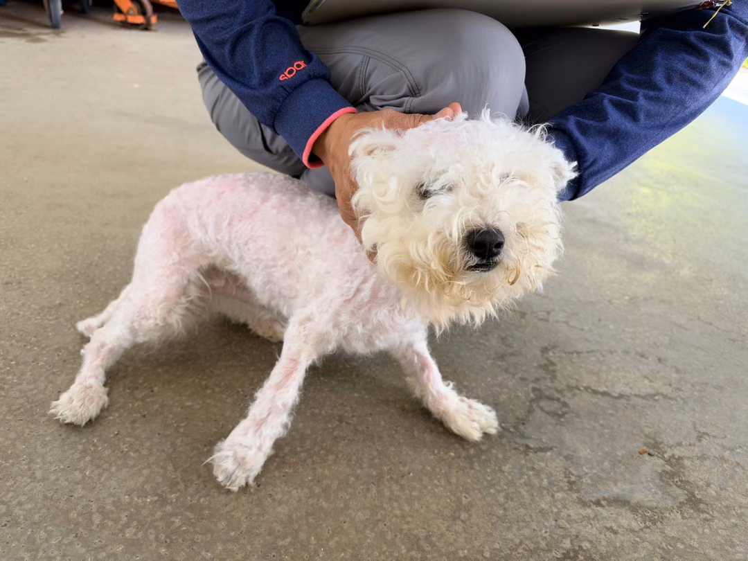 The dog, from the shelter's listing