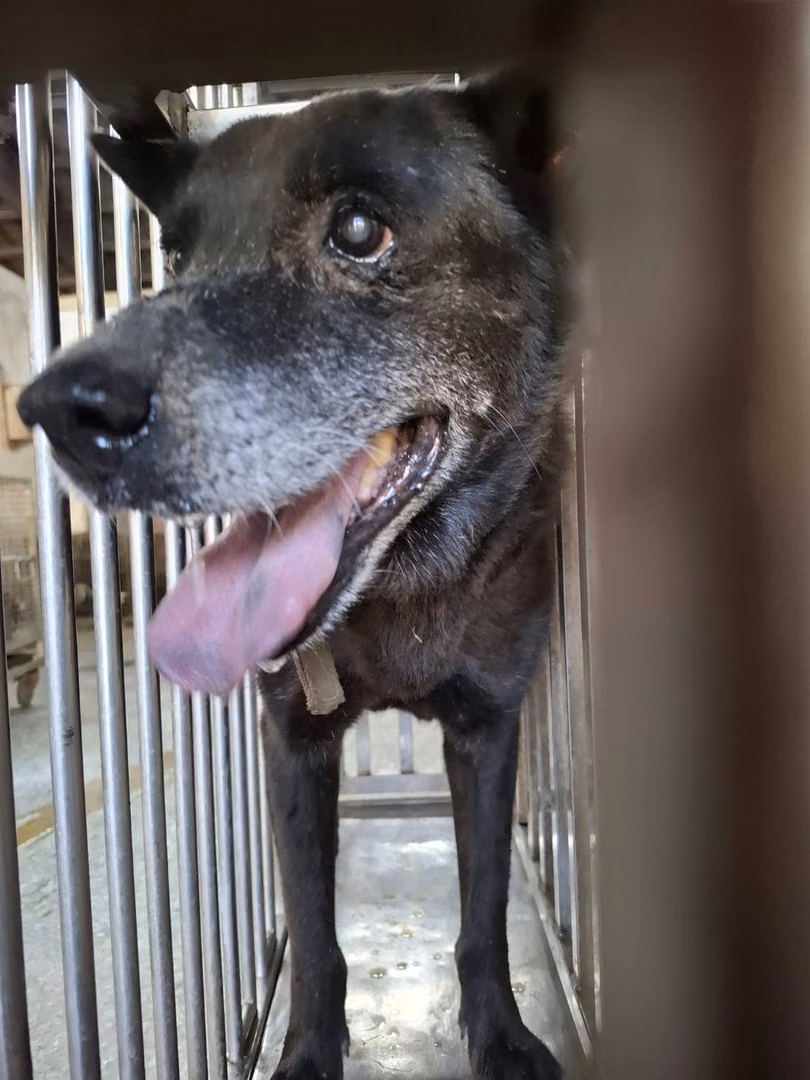 The dog, from the shelter's listing