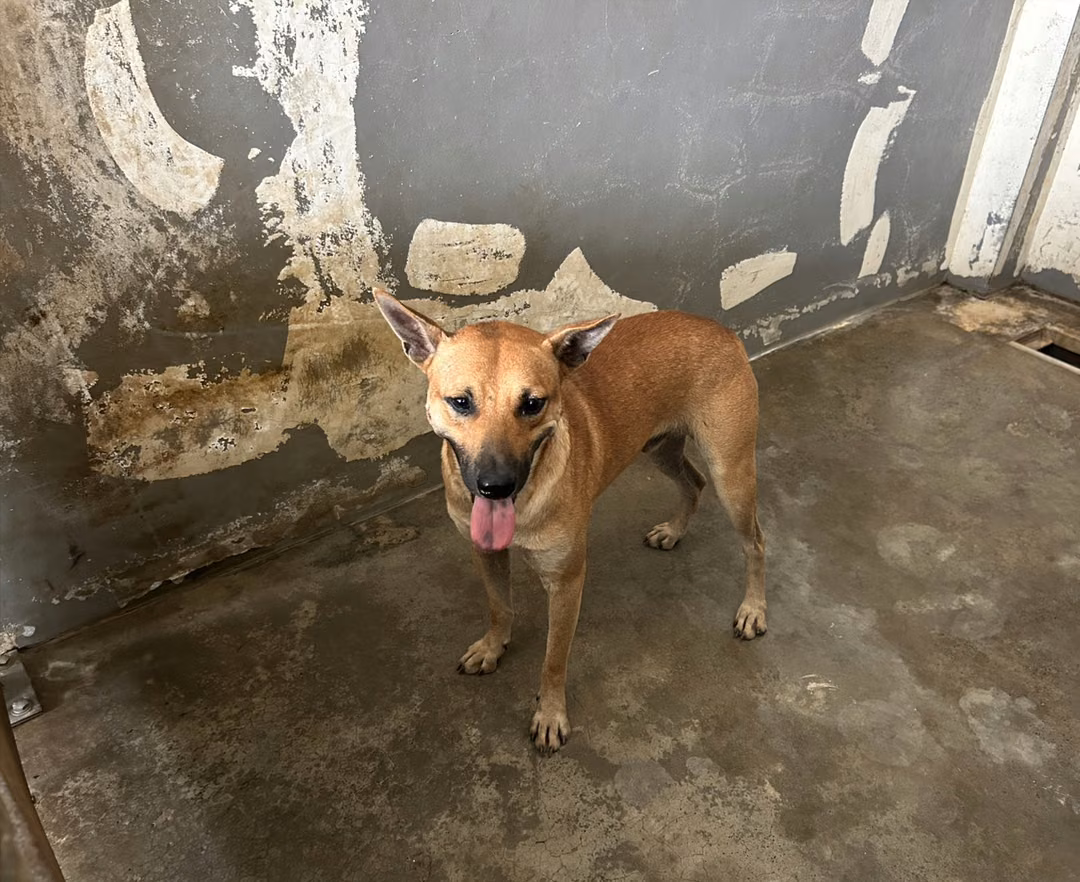 The dog, from the shelter's listing