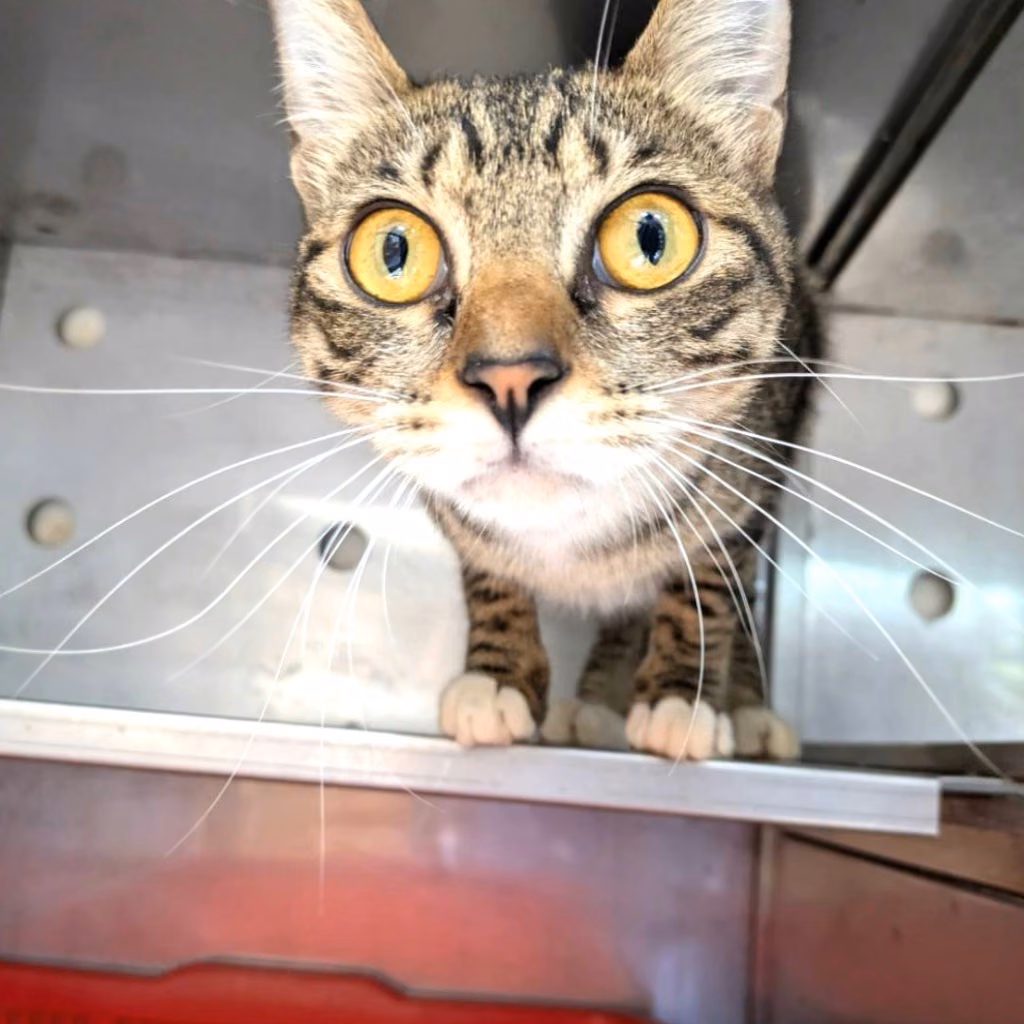 The cat, from the shelter's listing