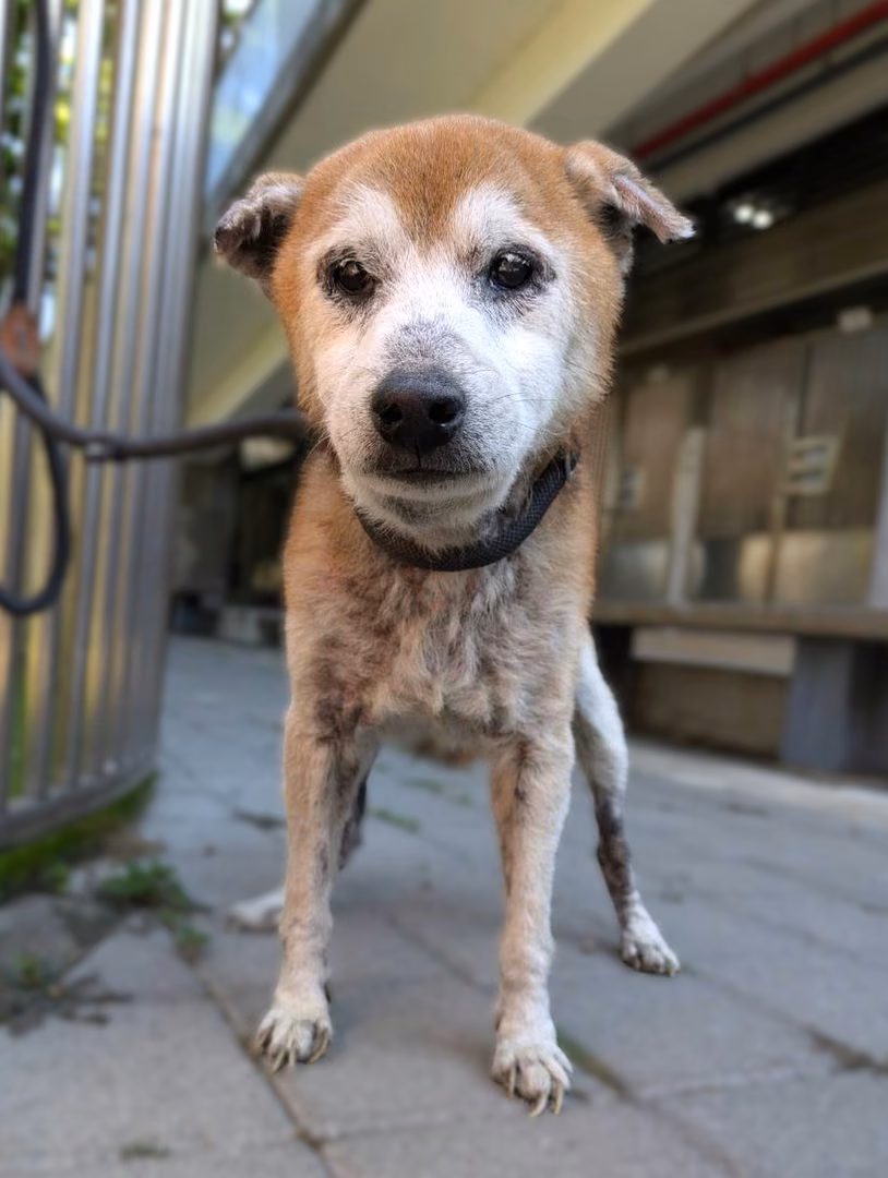 The dog, from the shelter's listing