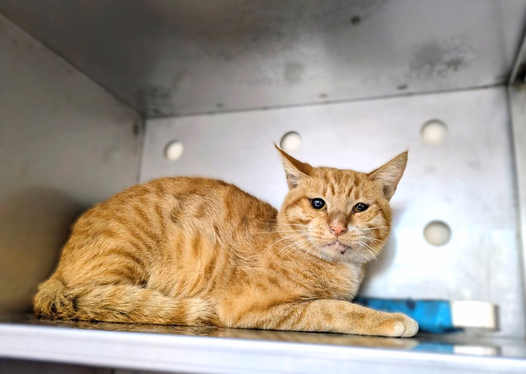 The cat, from the shelter's listing