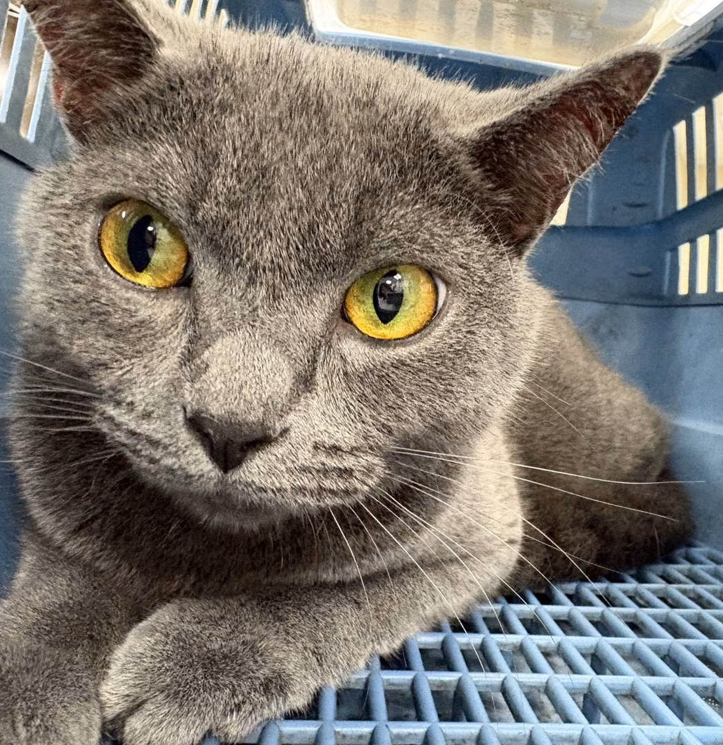 The cat, from the shelter's listing
