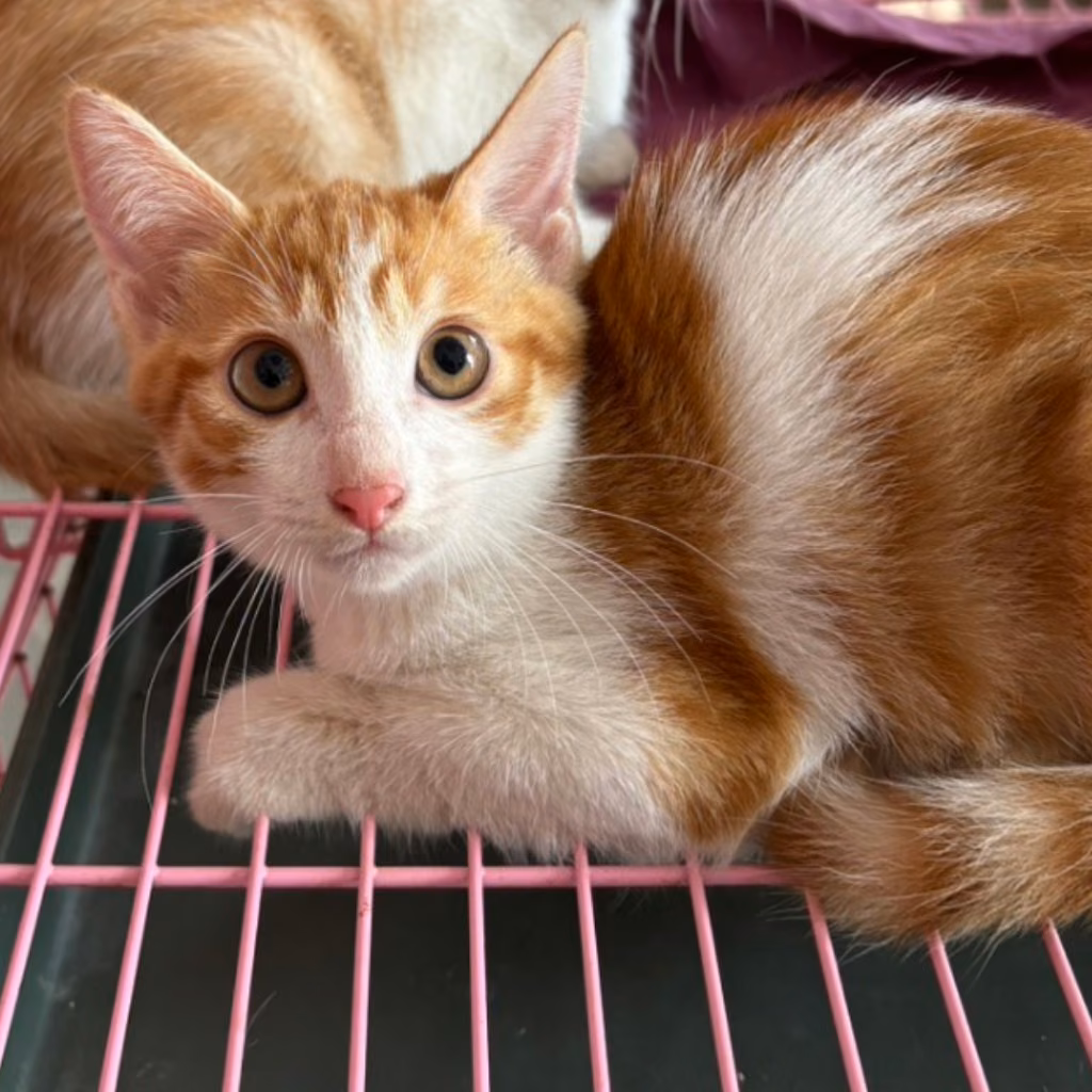 The cat, from the shelter's listing