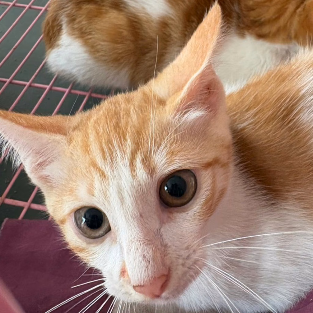 The cat, from the shelter's listing