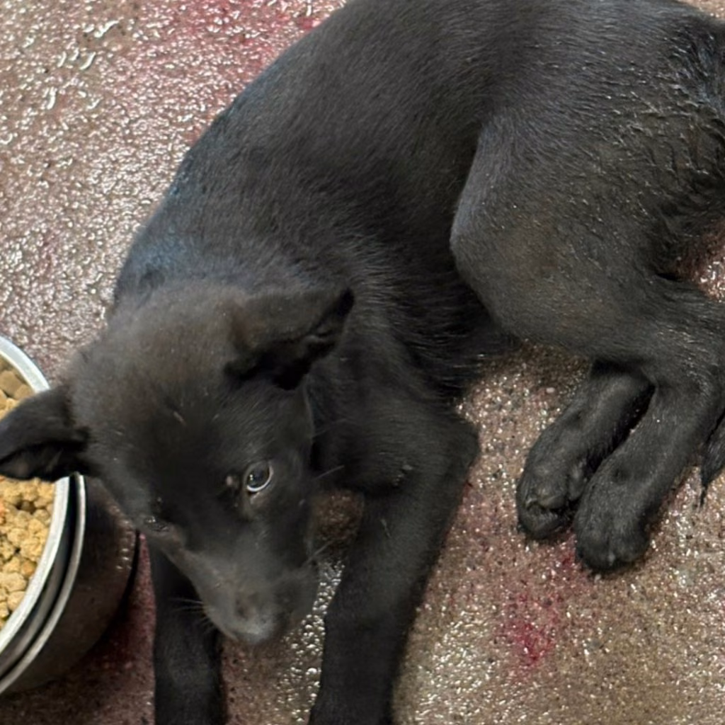 The dog, from the shelter's listing