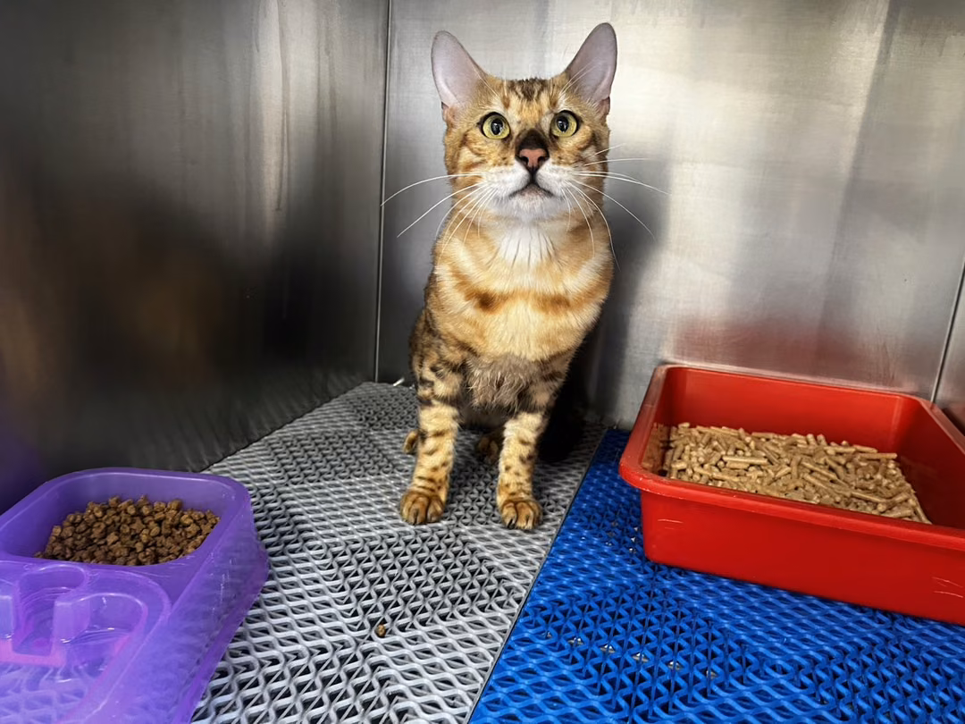 The cat, from the shelter's listing