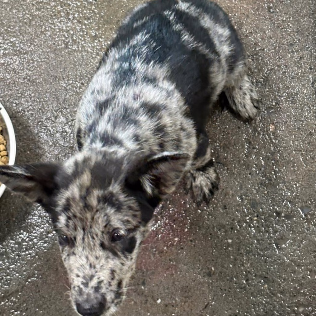 The dog, from the shelter's listing