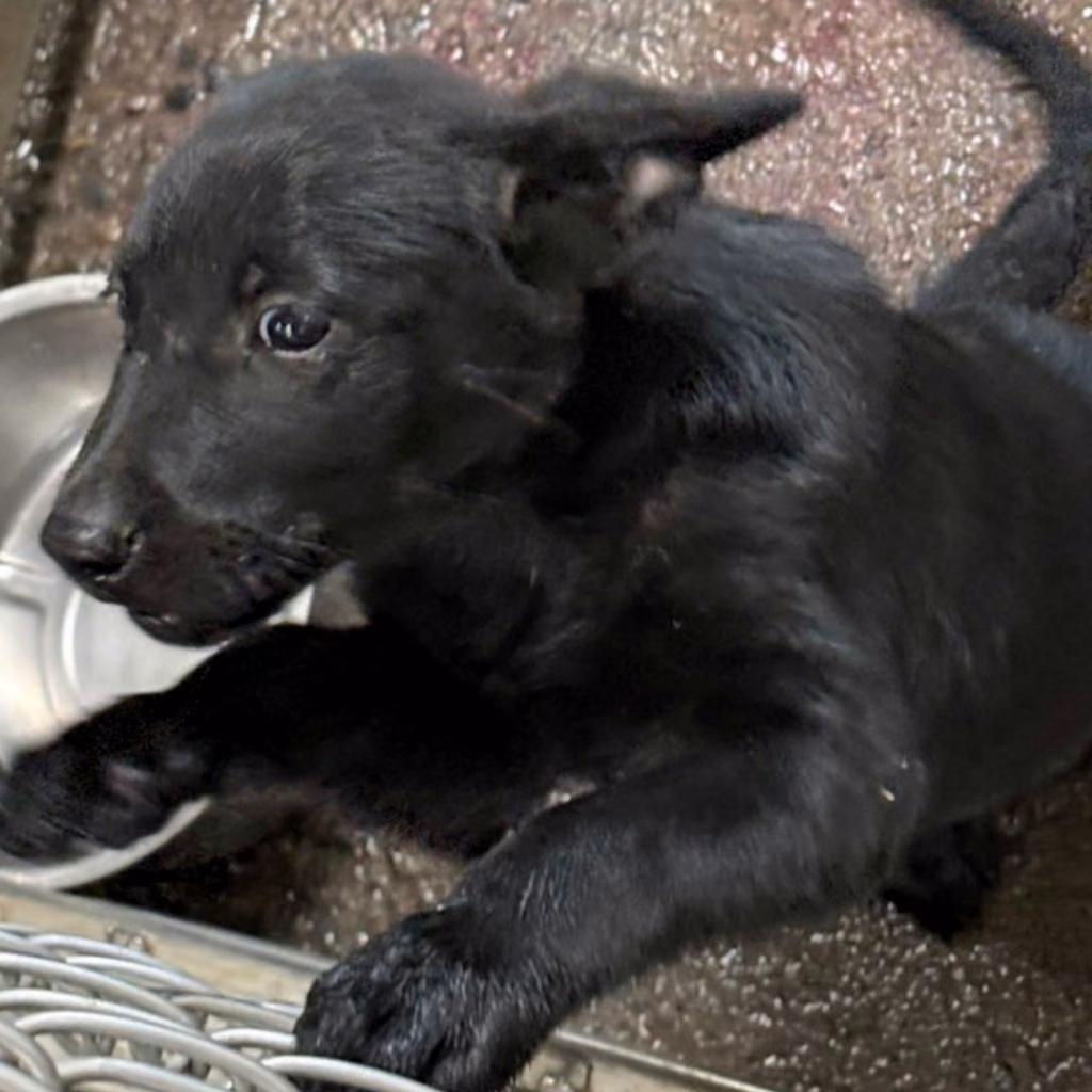 The dog, from the shelter's listing