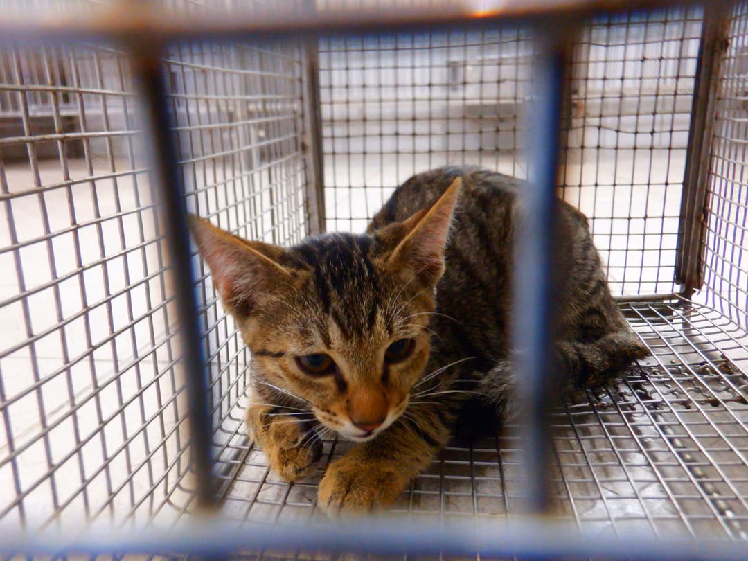 The cat, from the shelter's listing