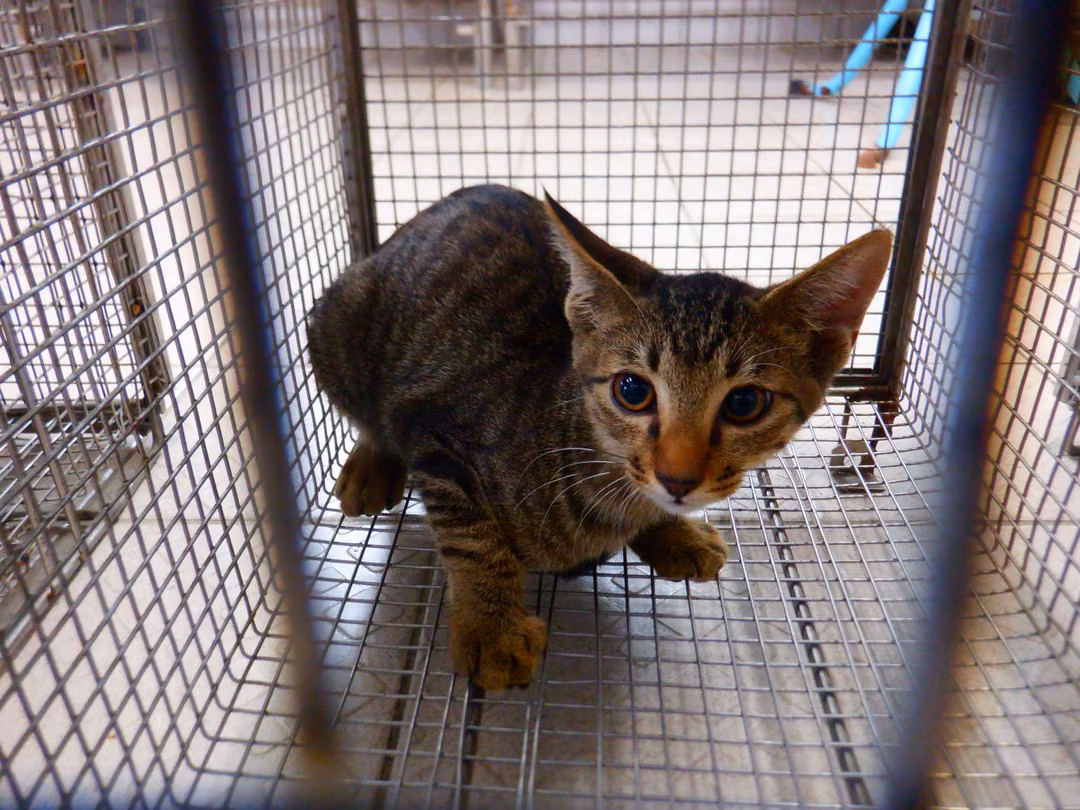 The cat, from the shelter's listing