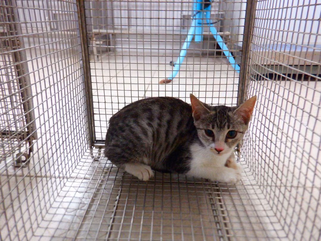 The cat, from the shelter's listing