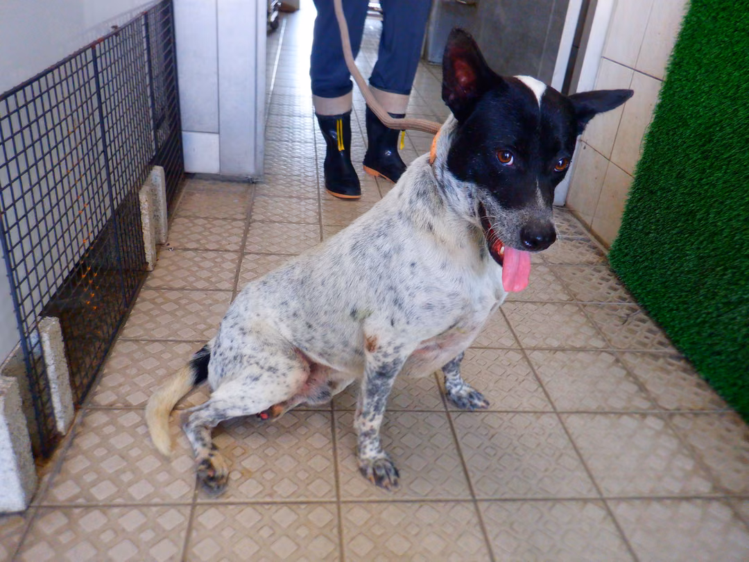 The dog, from the shelter's listing