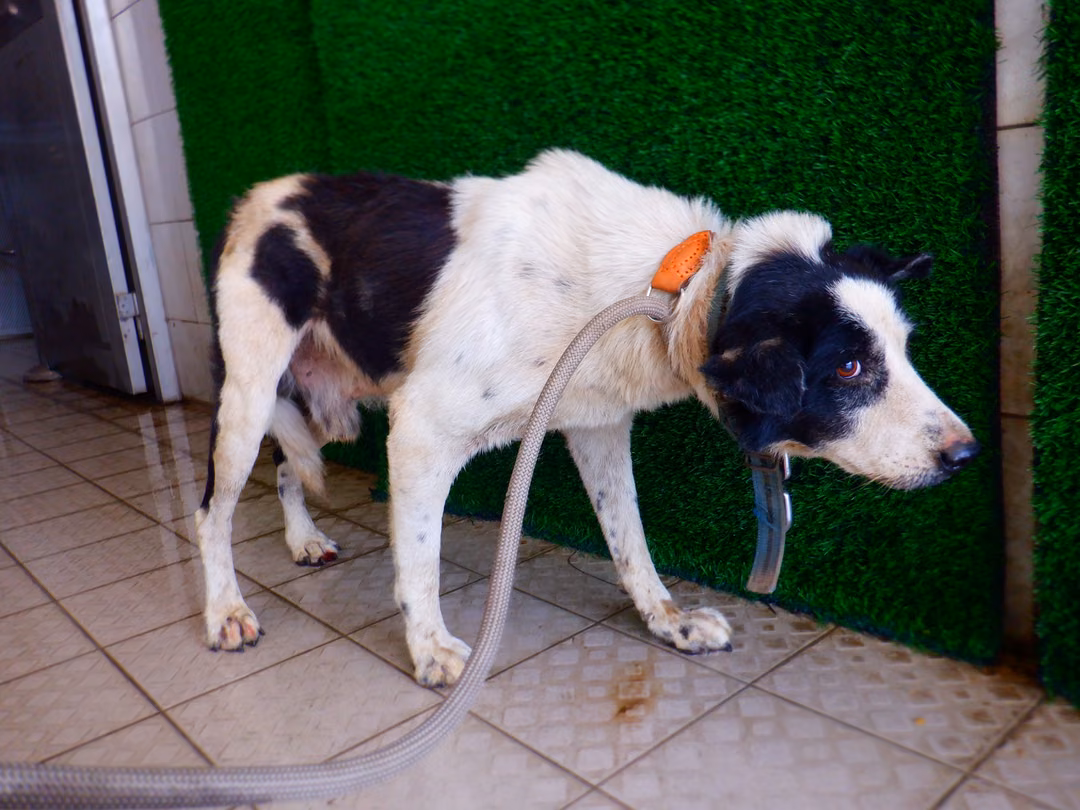 The dog, from the shelter's listing