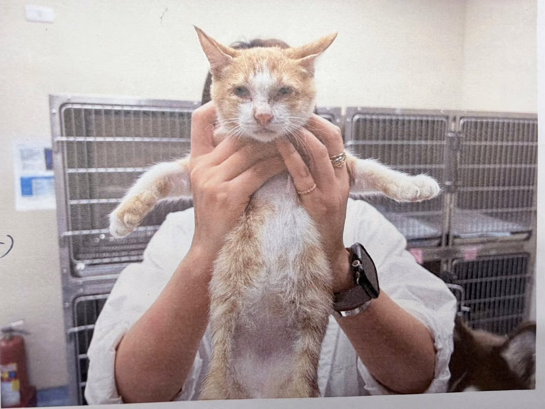 The cat, from the shelter's listing