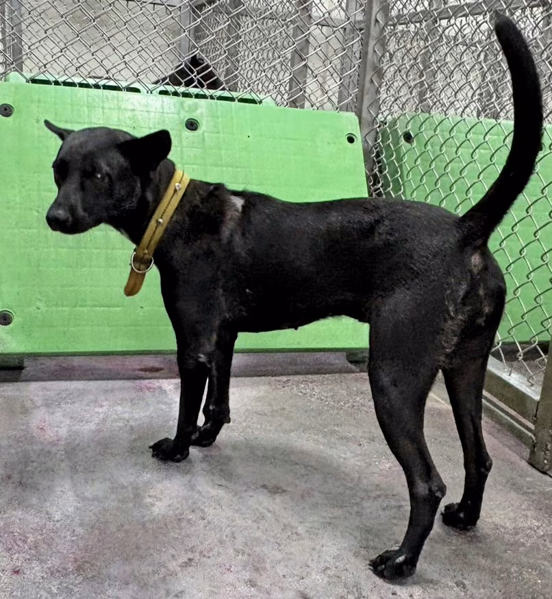 The dog, from the shelter's listing