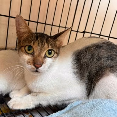The cat, from the shelter's listing