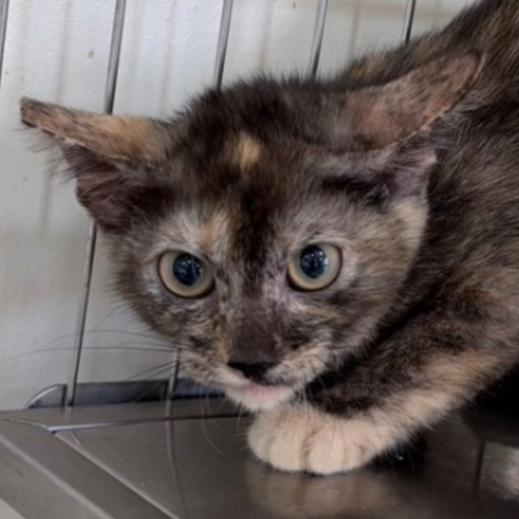 The cat, from the shelter's listing