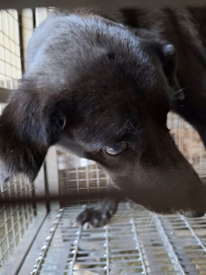 The dog, from the shelter's listing