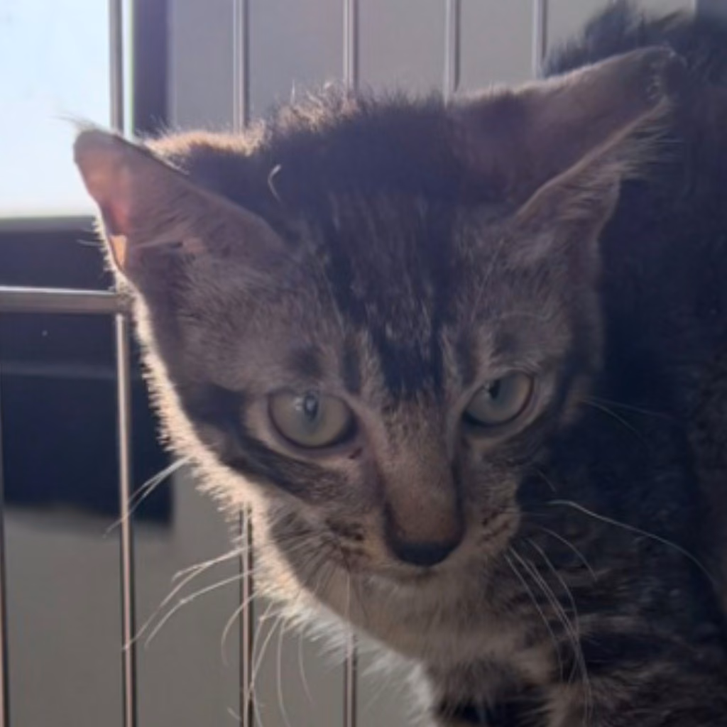 The cat, from the shelter's listing