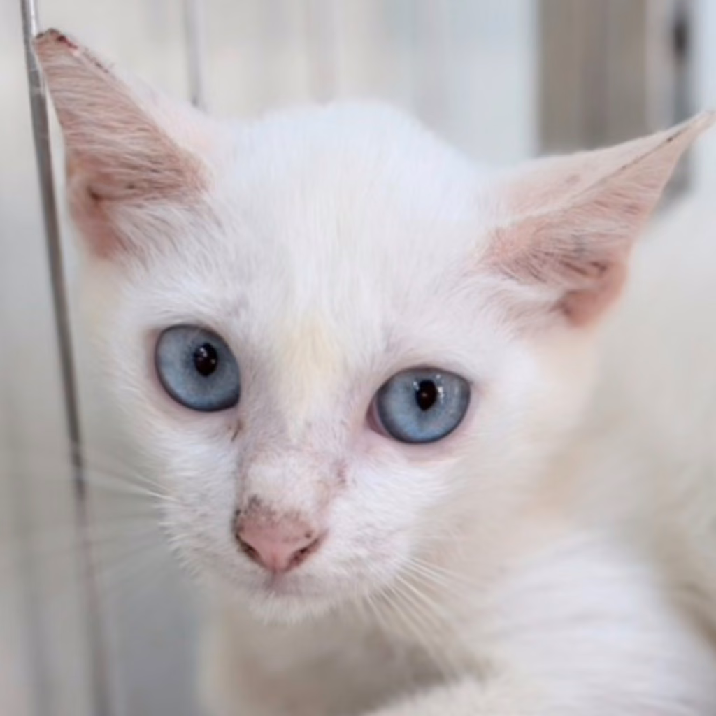 The cat, from the shelter's listing