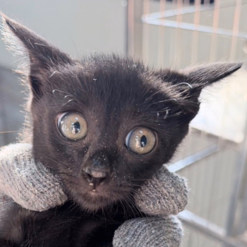 The cat, from the shelter's listing