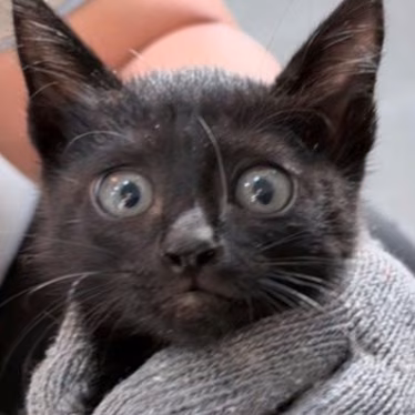 The cat, from the shelter's listing