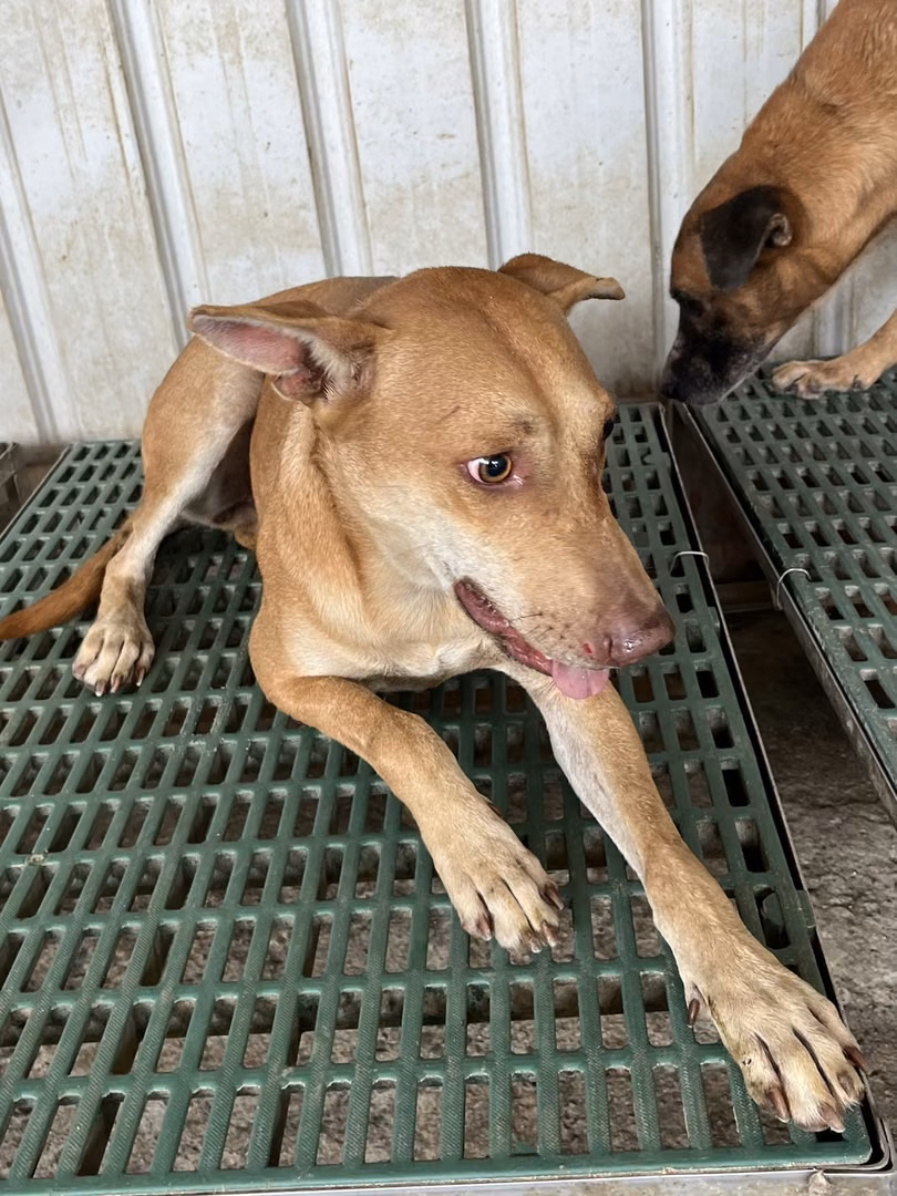 The dog, from the shelter's listing
