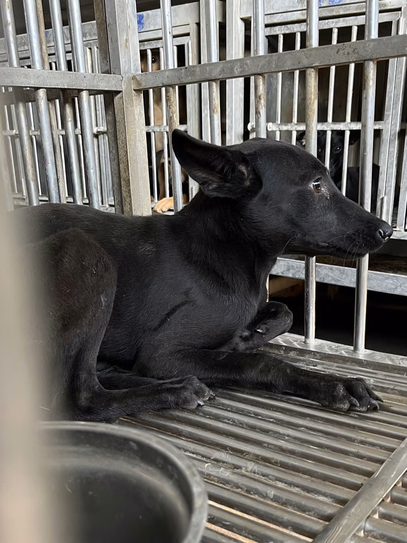 The dog, from the shelter's listing