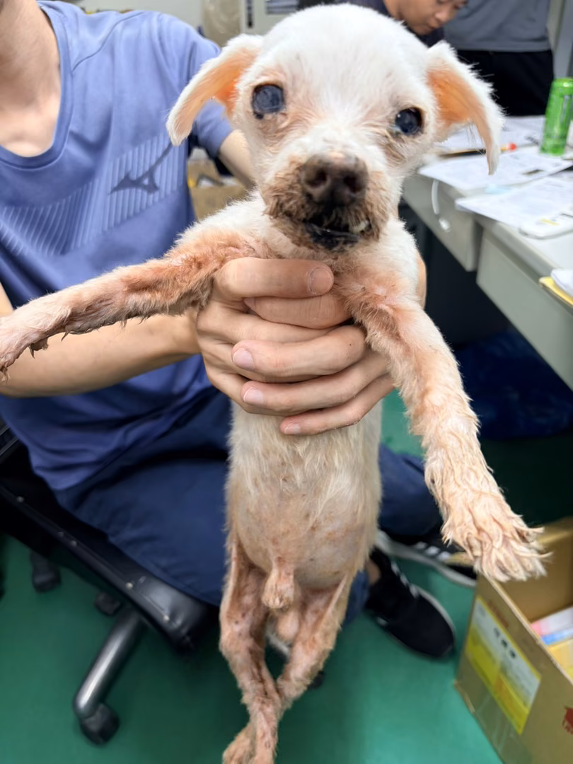 The dog, from the shelter's listing