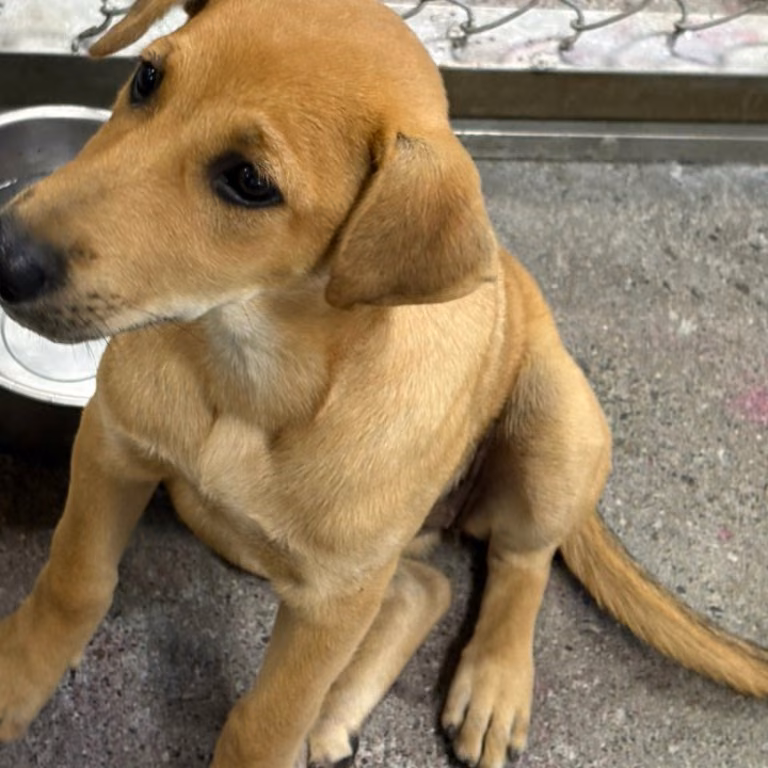 The dog, from the shelter's listing