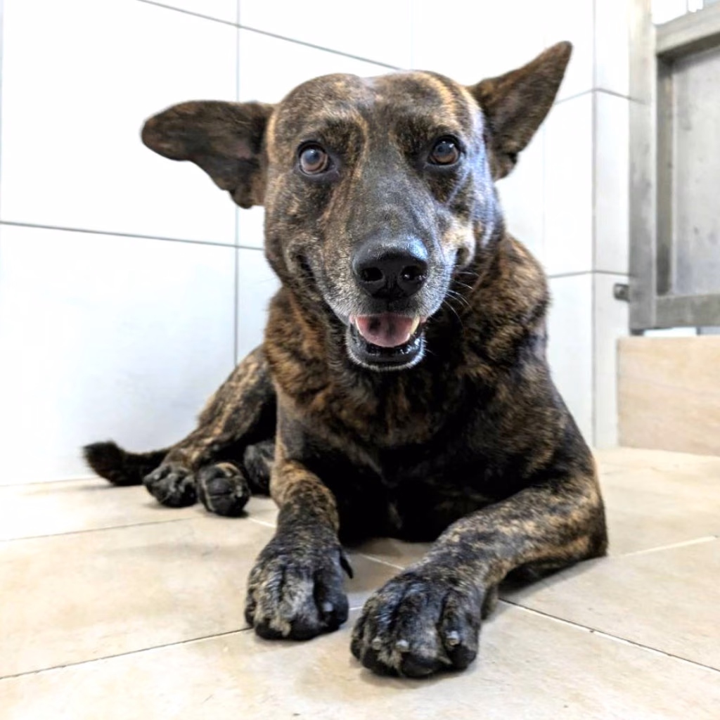 The dog, from the shelter's listing